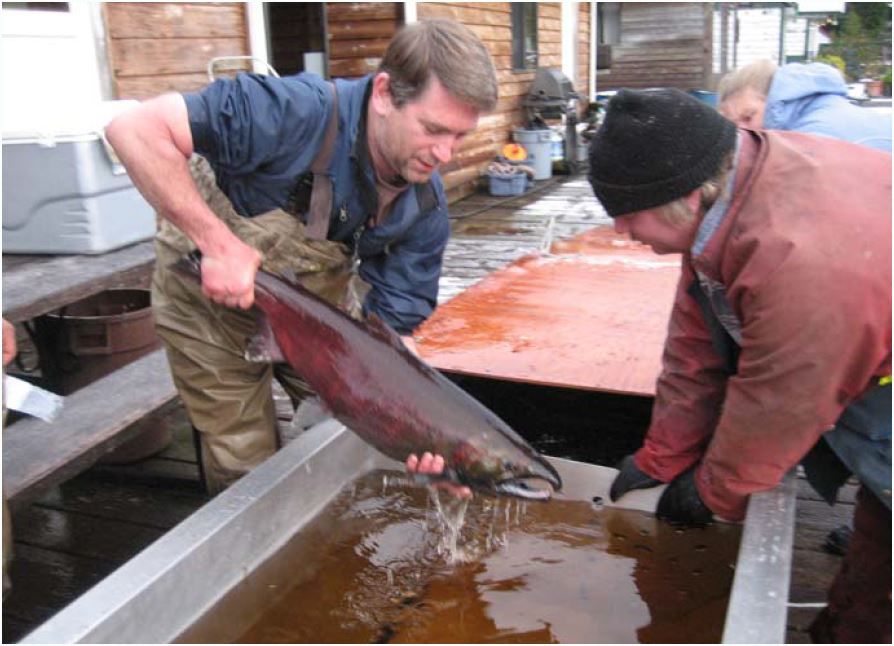 Johnston Creek Coho